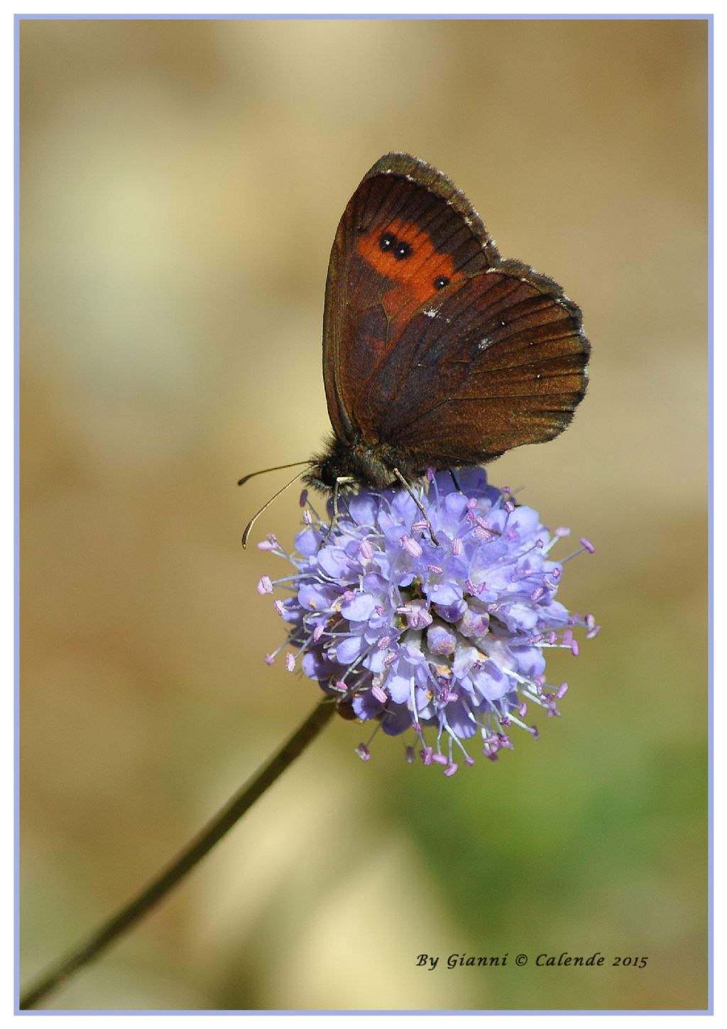 Erebia ligea? No, Erebia euryale